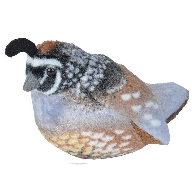 Audubon Bird- California Quail