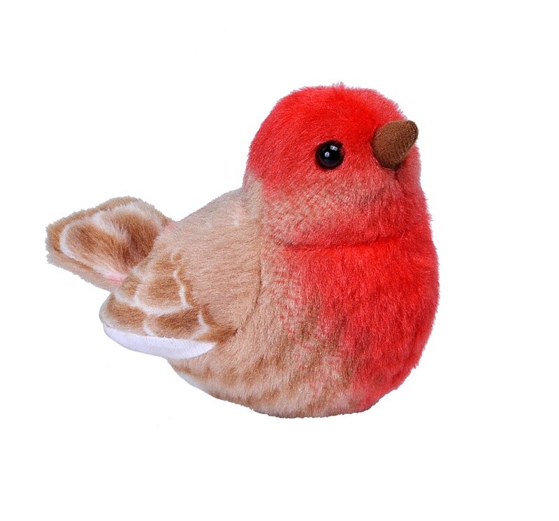 Audubon Bird- House Finch