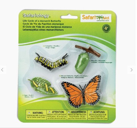 Life Cycle of a Monarch Butterfly