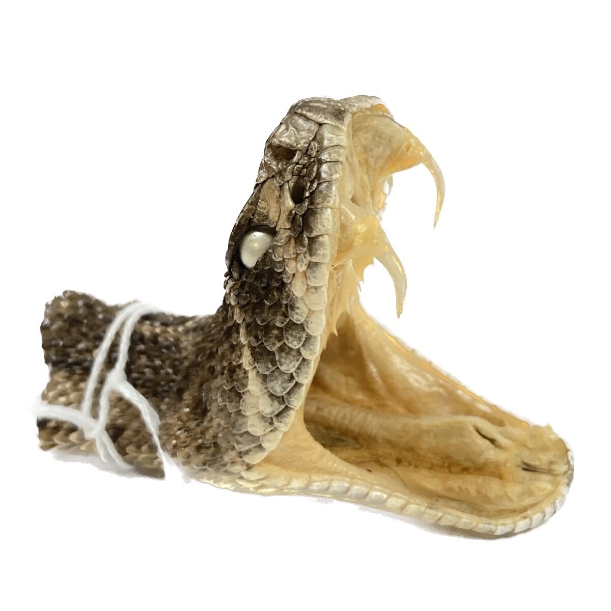 Rattlesnake Head LG