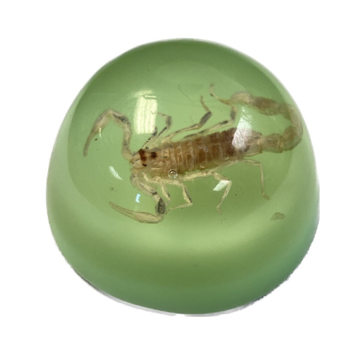Scorpion Glow Small Paperweight