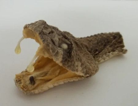 Western Diamondback Head (med)