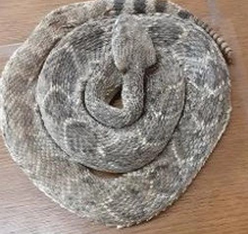 Coiled (BABY) Western Diamondback Rattlesnake