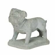 Bulldog Standing (on 4 legs)