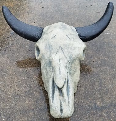 Steer Skull