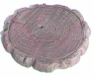 Tree Slice