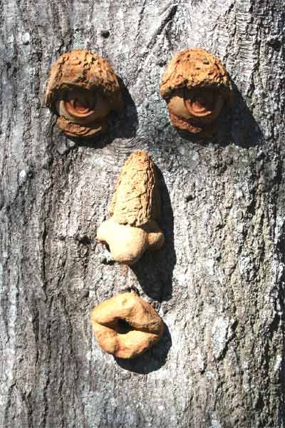 Tree Faces