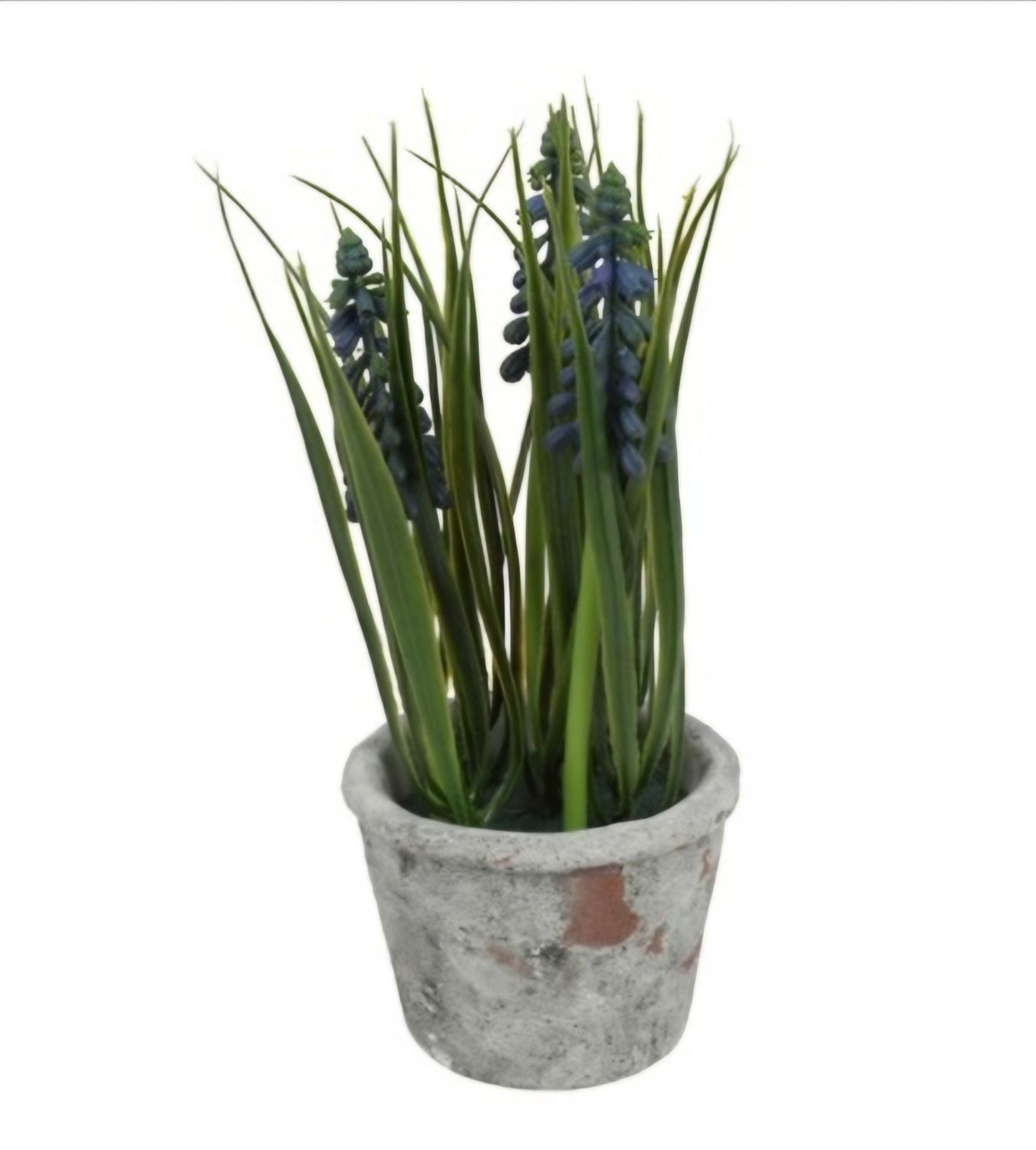 Blauwe Druif In Pot, Blauw (Muscari) kunst