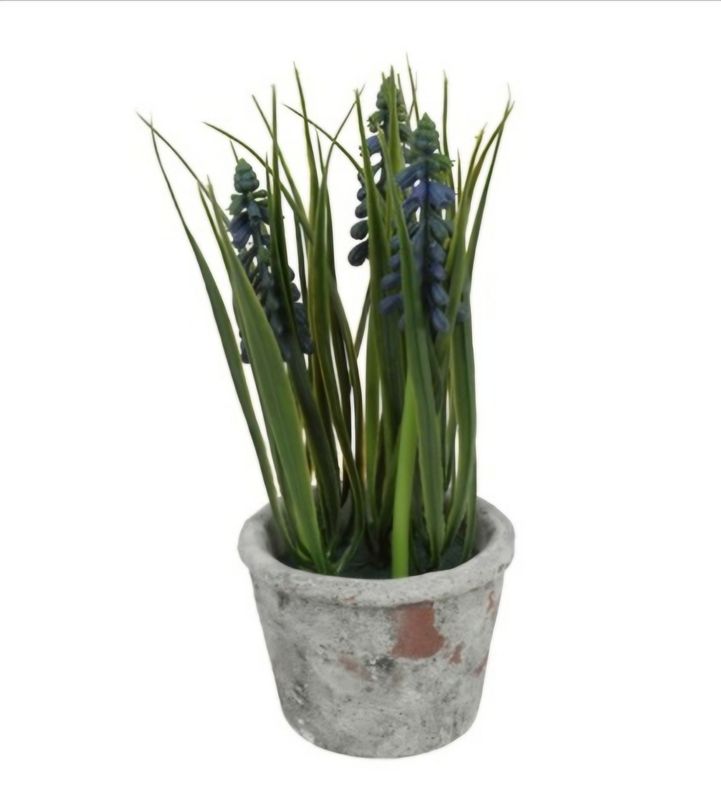 Blauwe Druif In Pot, Blauw (Muscari) kunst