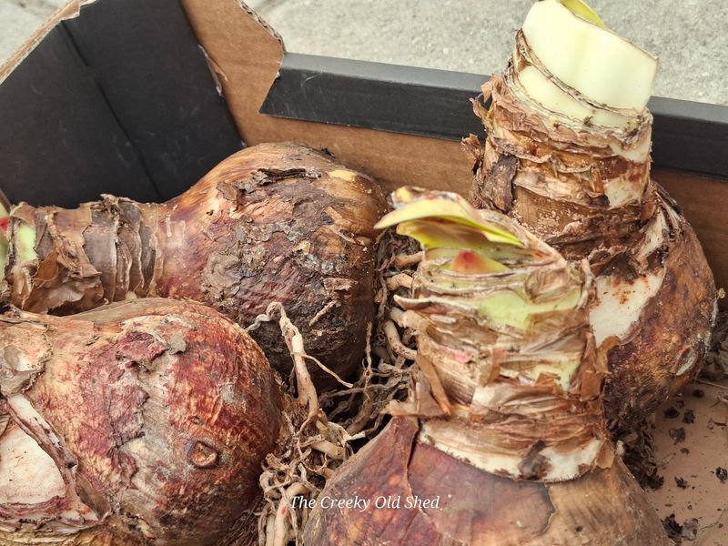 Amaryllis bol – €5,95 per stuk