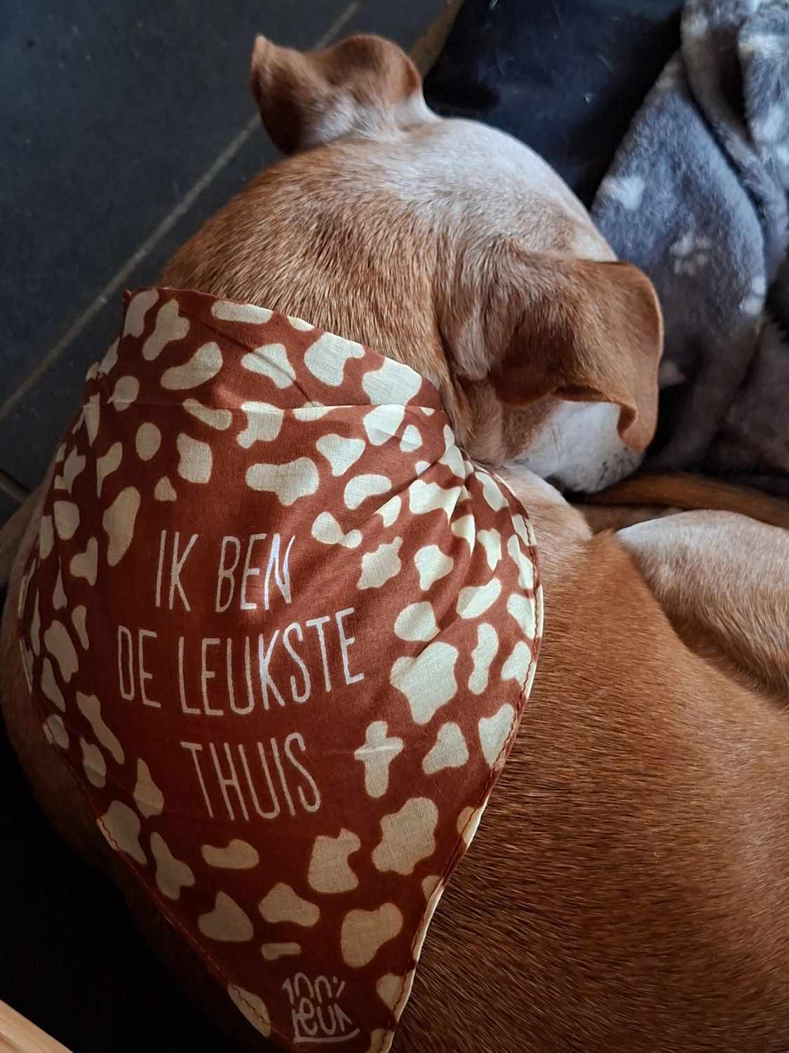 🐾 100%LEUK Hondenbandana – Maat S