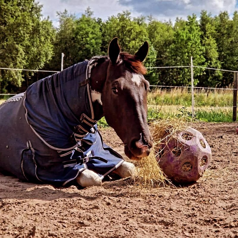 🐴 Excellent Horse Feed &amp; Play Ball – Paars