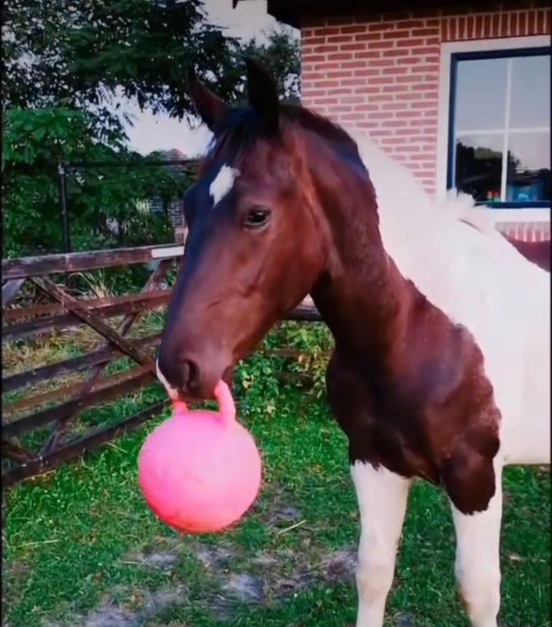 🐴 Jolly Ball 25 cm – Bubblegum