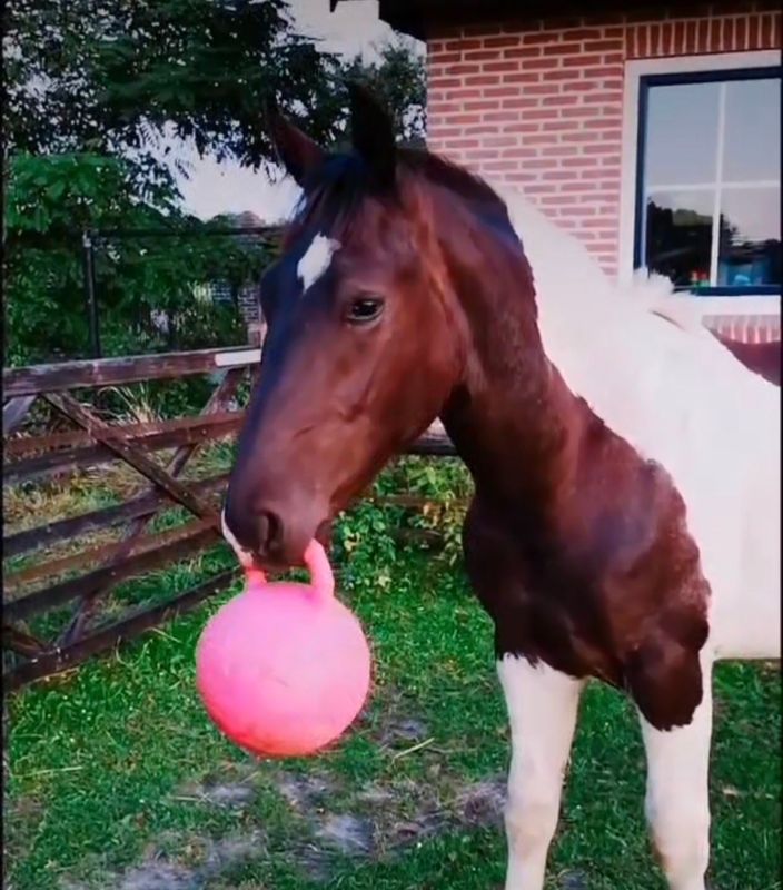 🐴 Jolly Ball 25 cm – Bubblegum