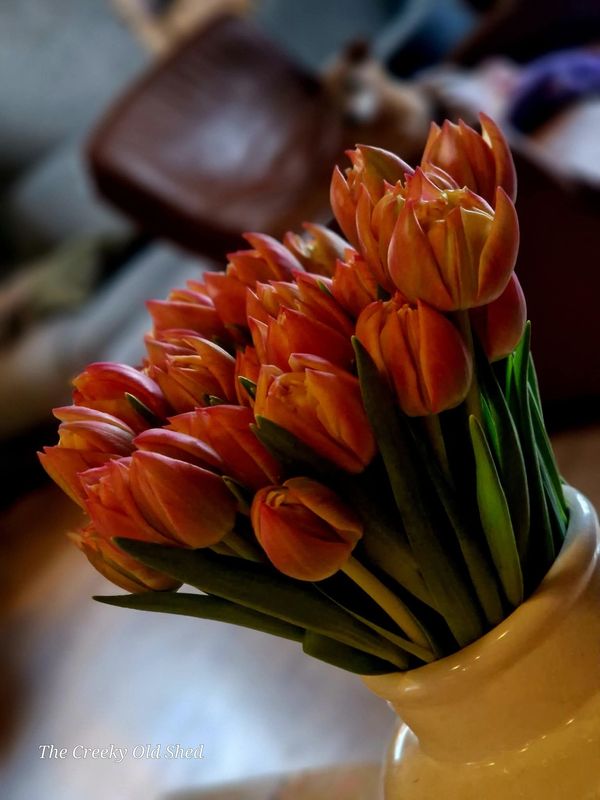 🌷 Verse Tulpen – Tulp ‘Columbus’ (rechtstreeks van de kweker)