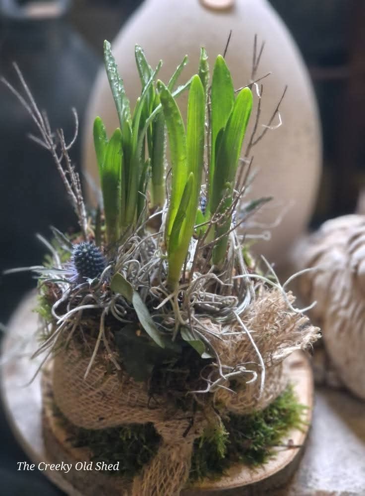 🌷 Bollentaartjes Blauwe Druifjes op schaal – haal het voorjaar in huis!