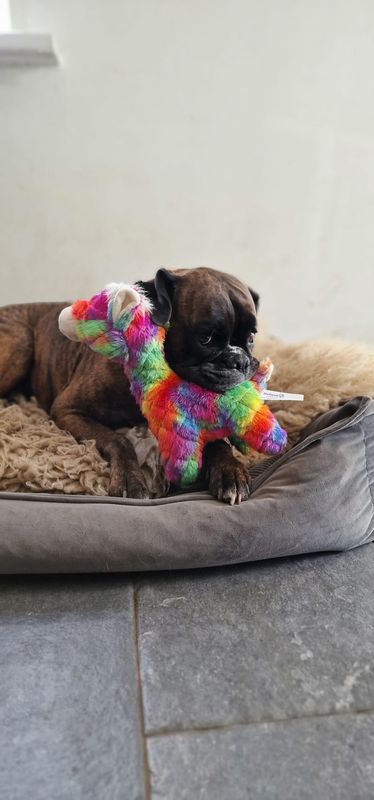 FANTAZOO Hondenspeeltje – Alpaca – Maat L