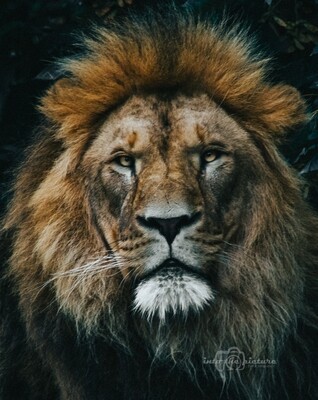 Wildlife