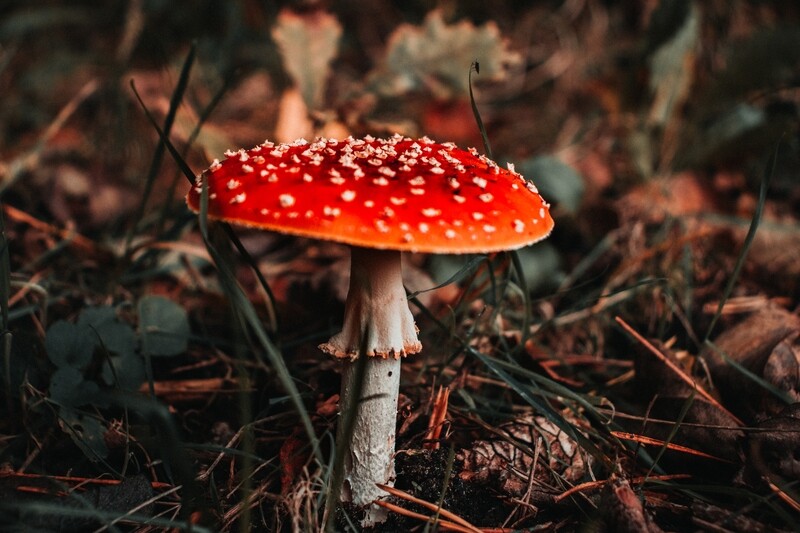 Macro