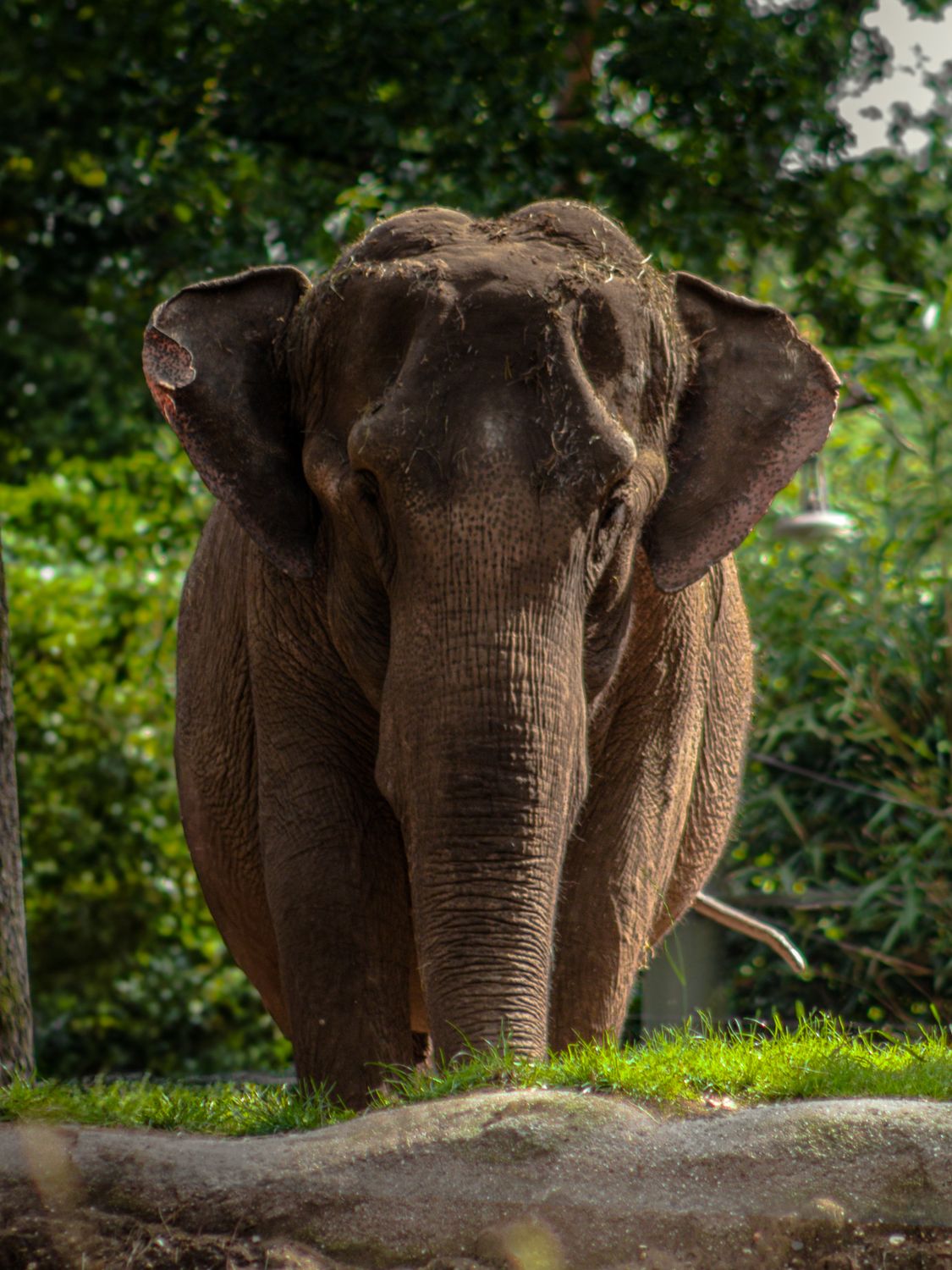 Olifant