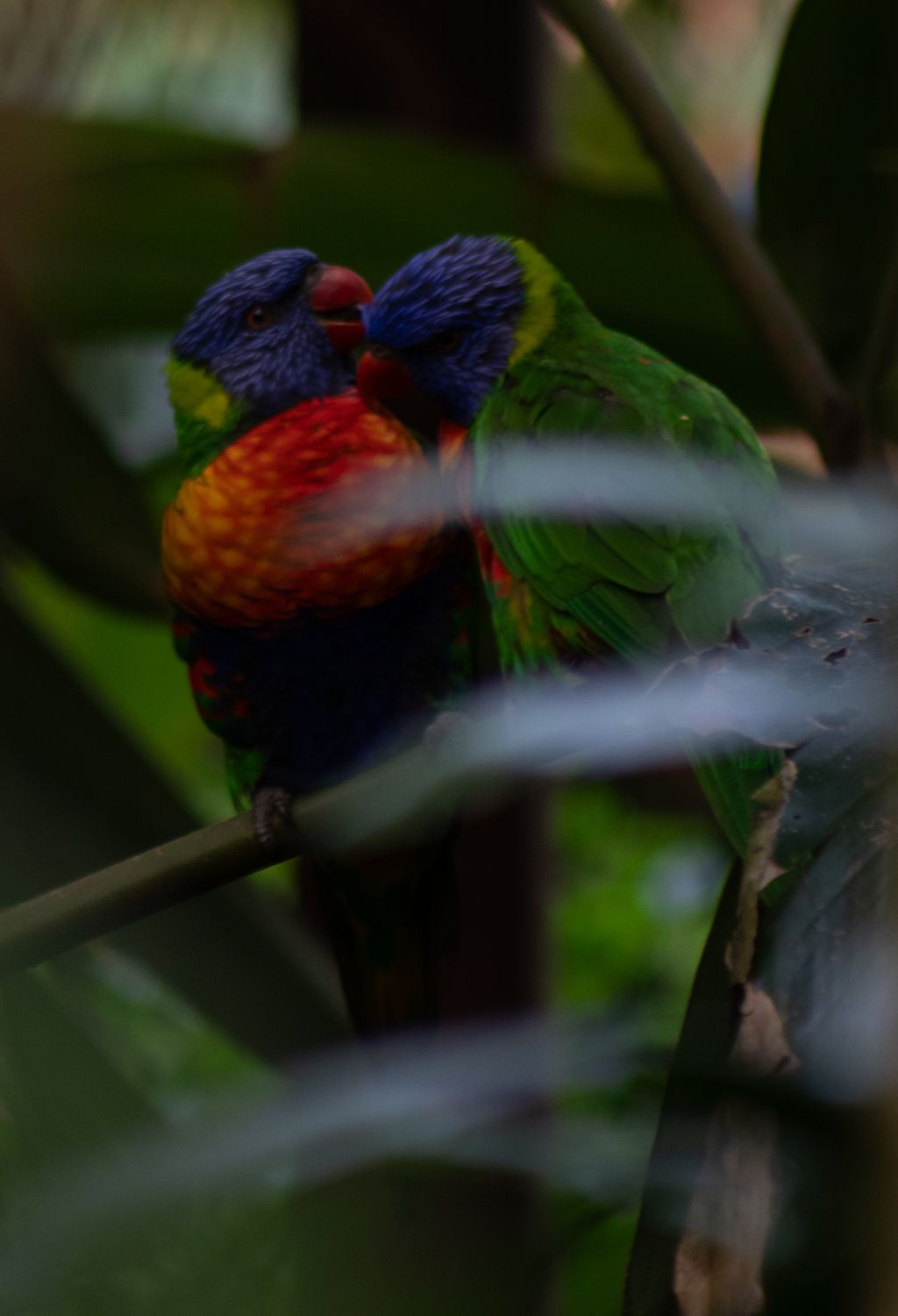 Vogels