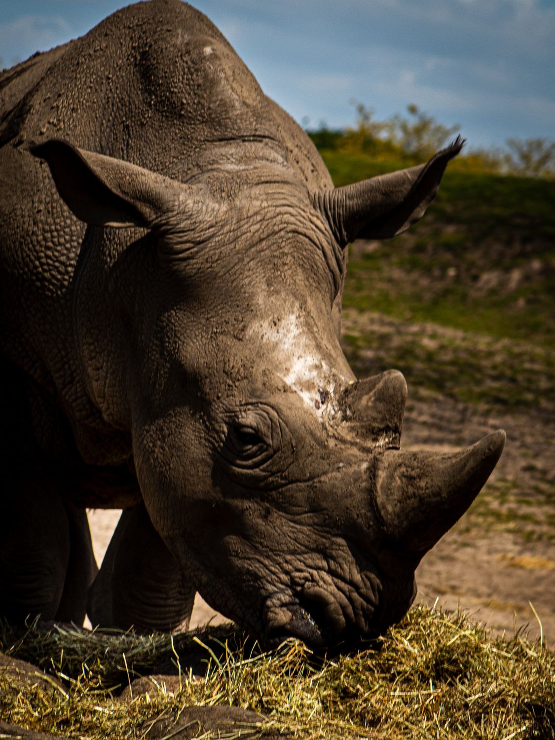 Neushoorn