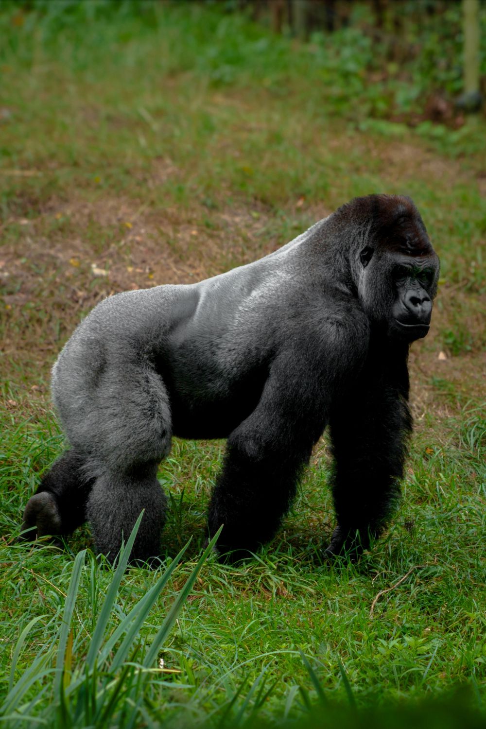 Gorilla