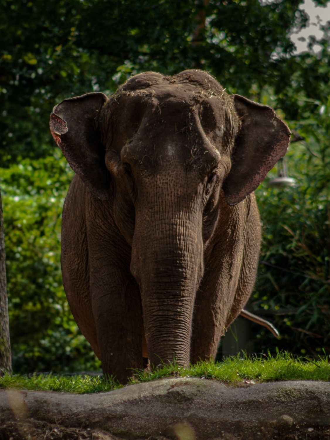 Olifant