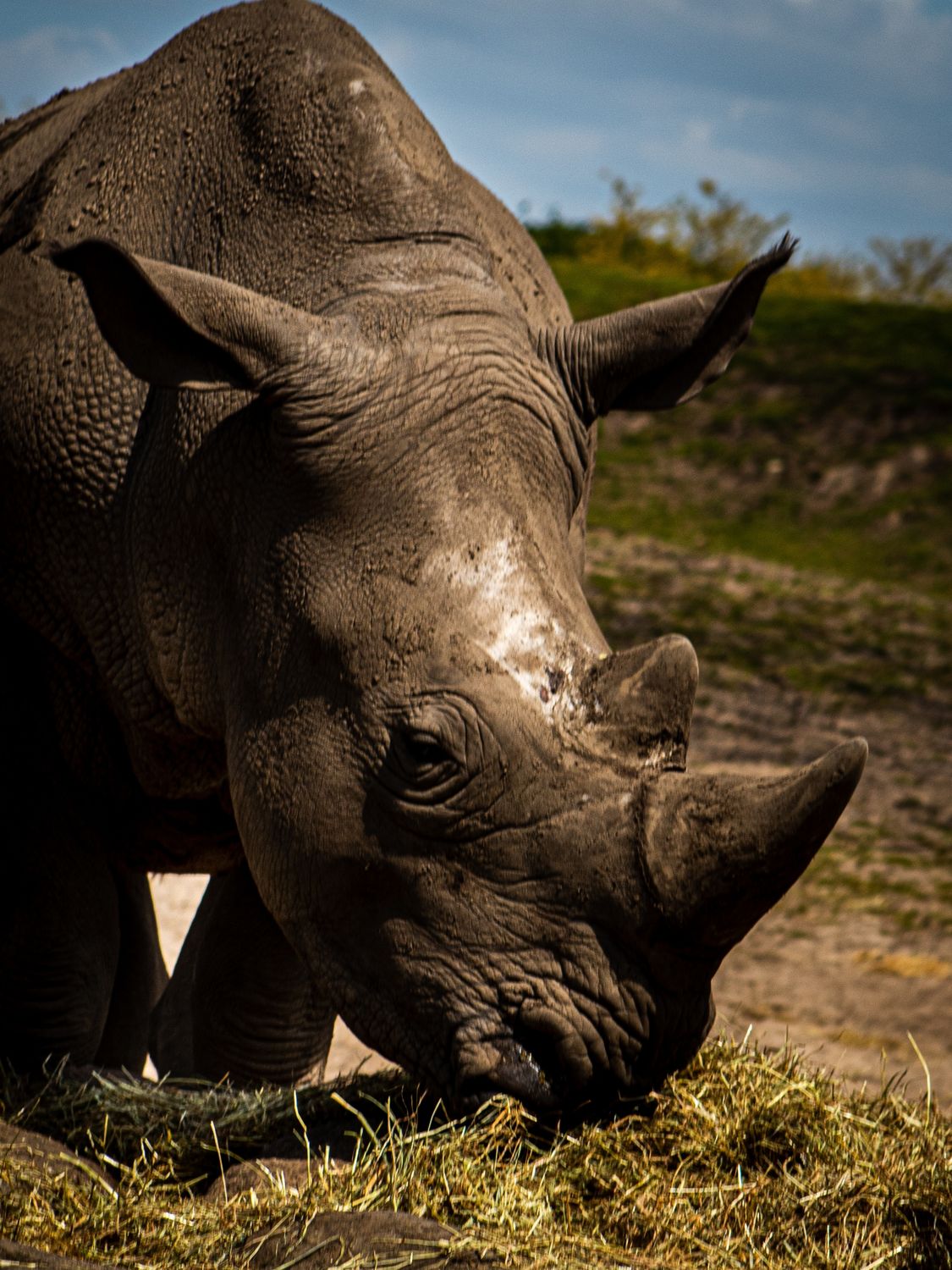 Neushoorn