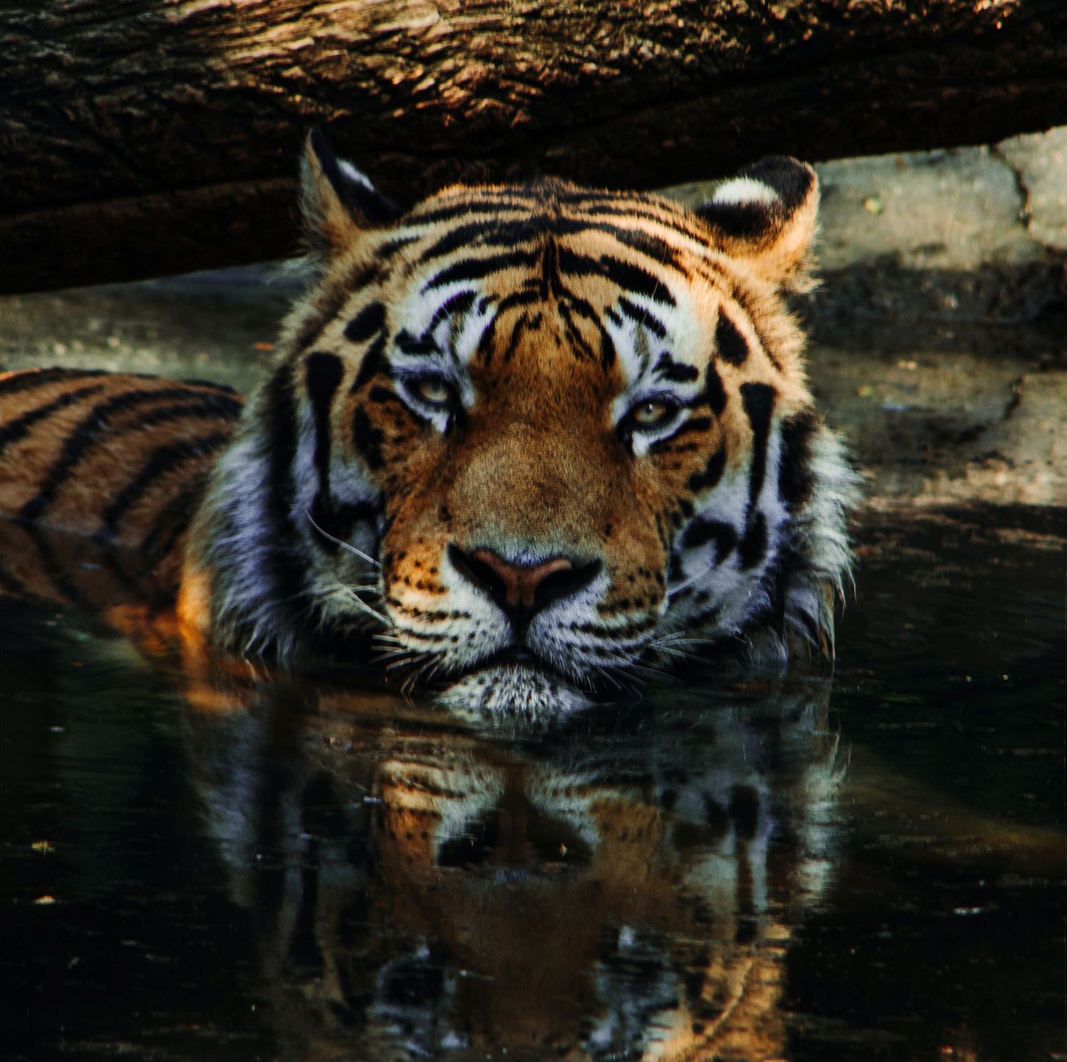 Tijger