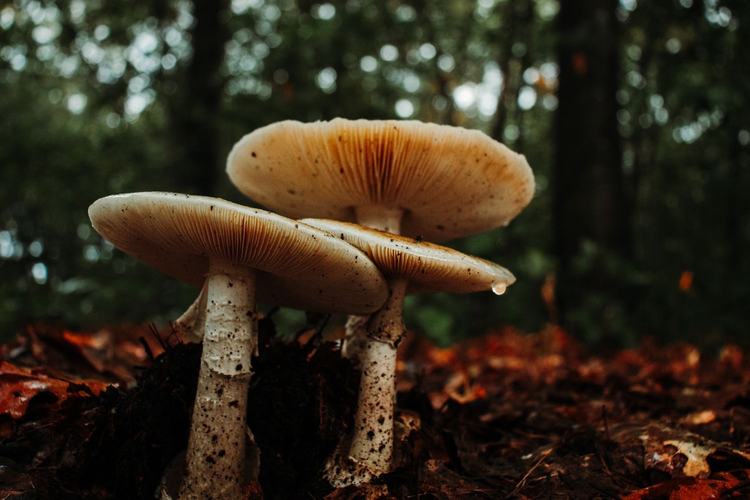 Agaricus subrutilescens