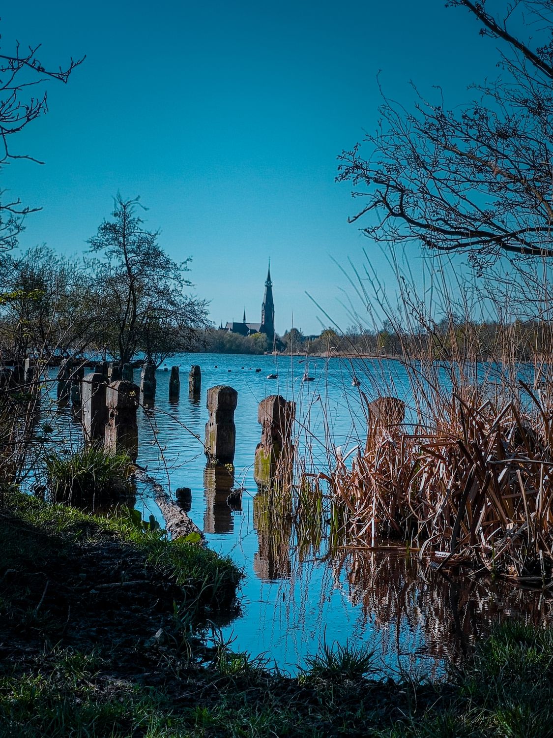 Stille Reflecties in het Amsterdamse Bos