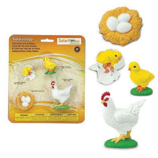 Zyklus Huhn
