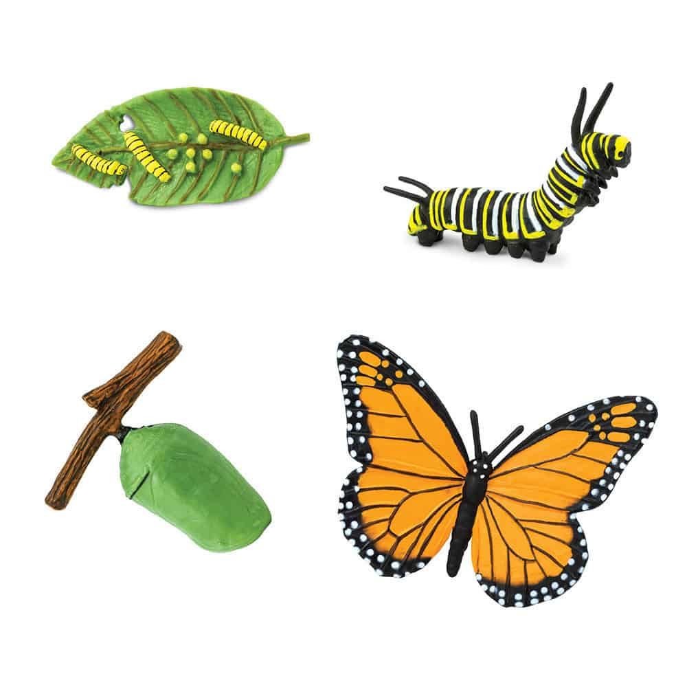 Zyklus Schmetterling