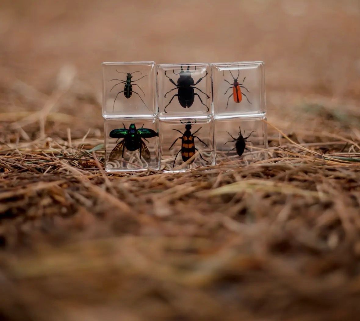 Brillantes Insektenpräperat Set