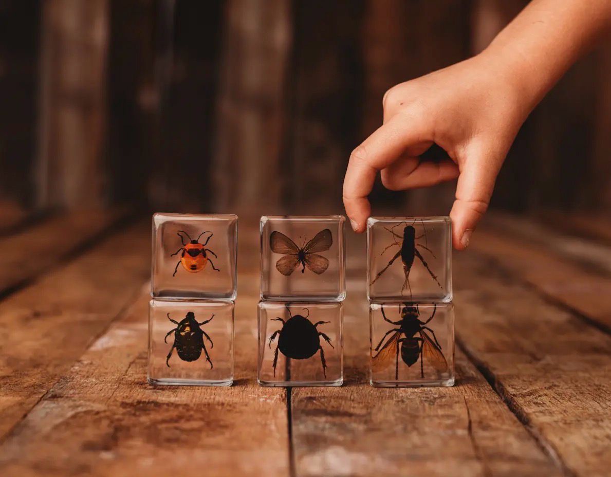 Forscher Insektenset