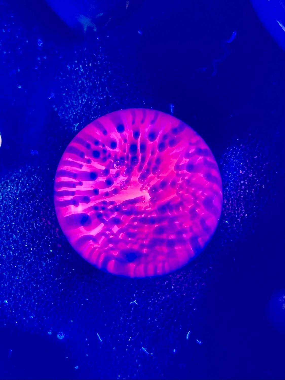 Shonly MiB UV