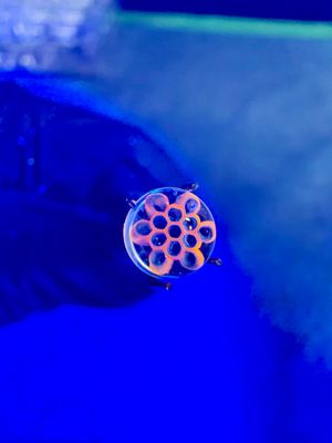 Blue honeycomb Millie pearl UV steve h 6mm