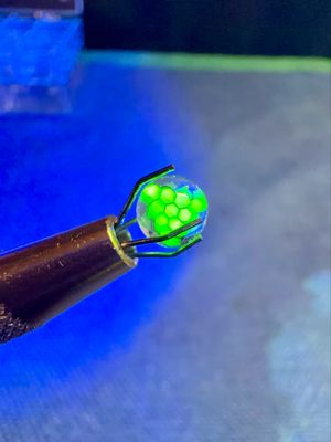 Uv Millie pearl UV steve h 6mm