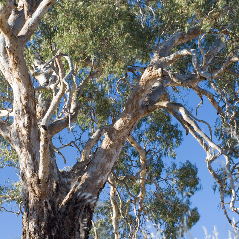 Redgum Firewood
