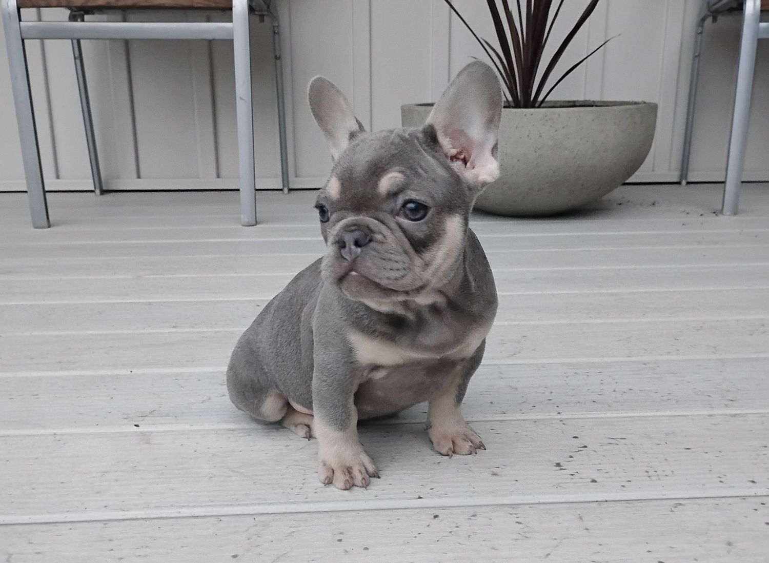 Milo