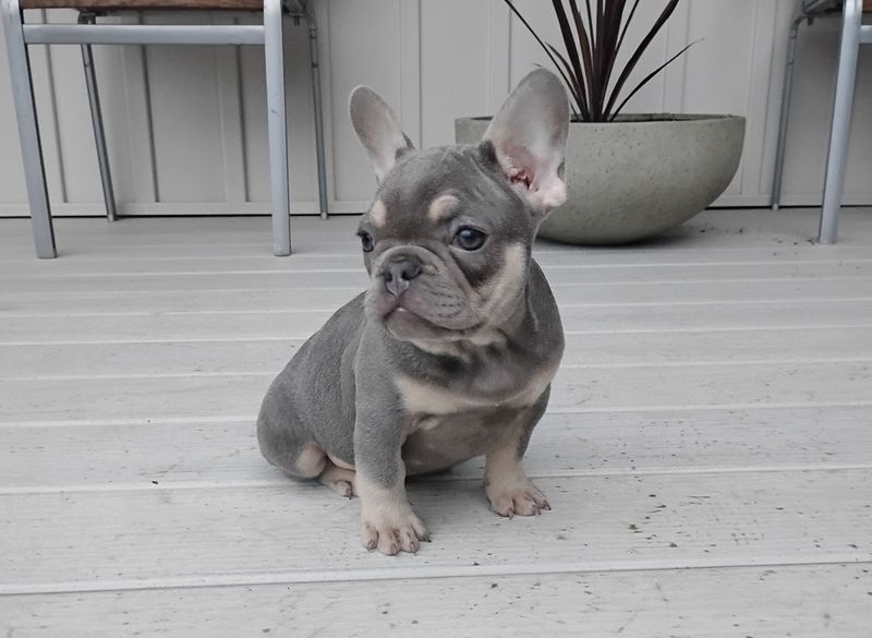 Milo