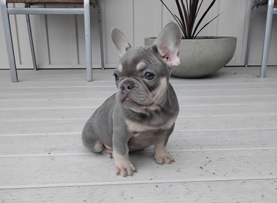 Milo