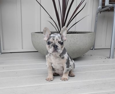 Oreo