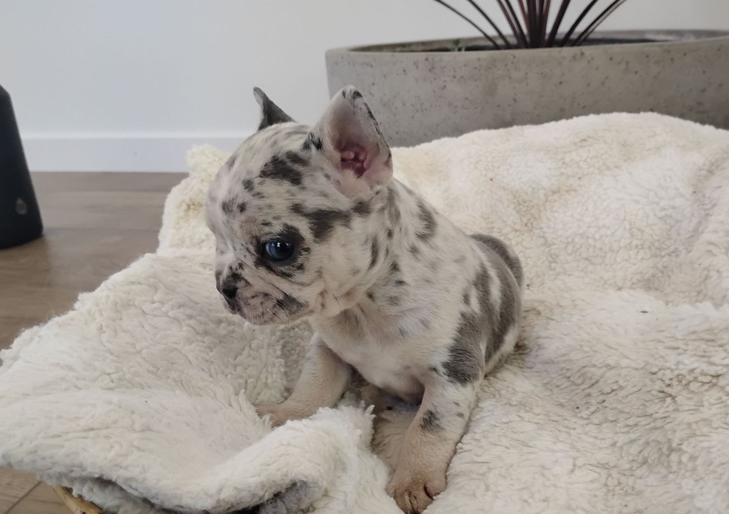 Oscar