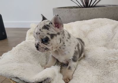 Oscar