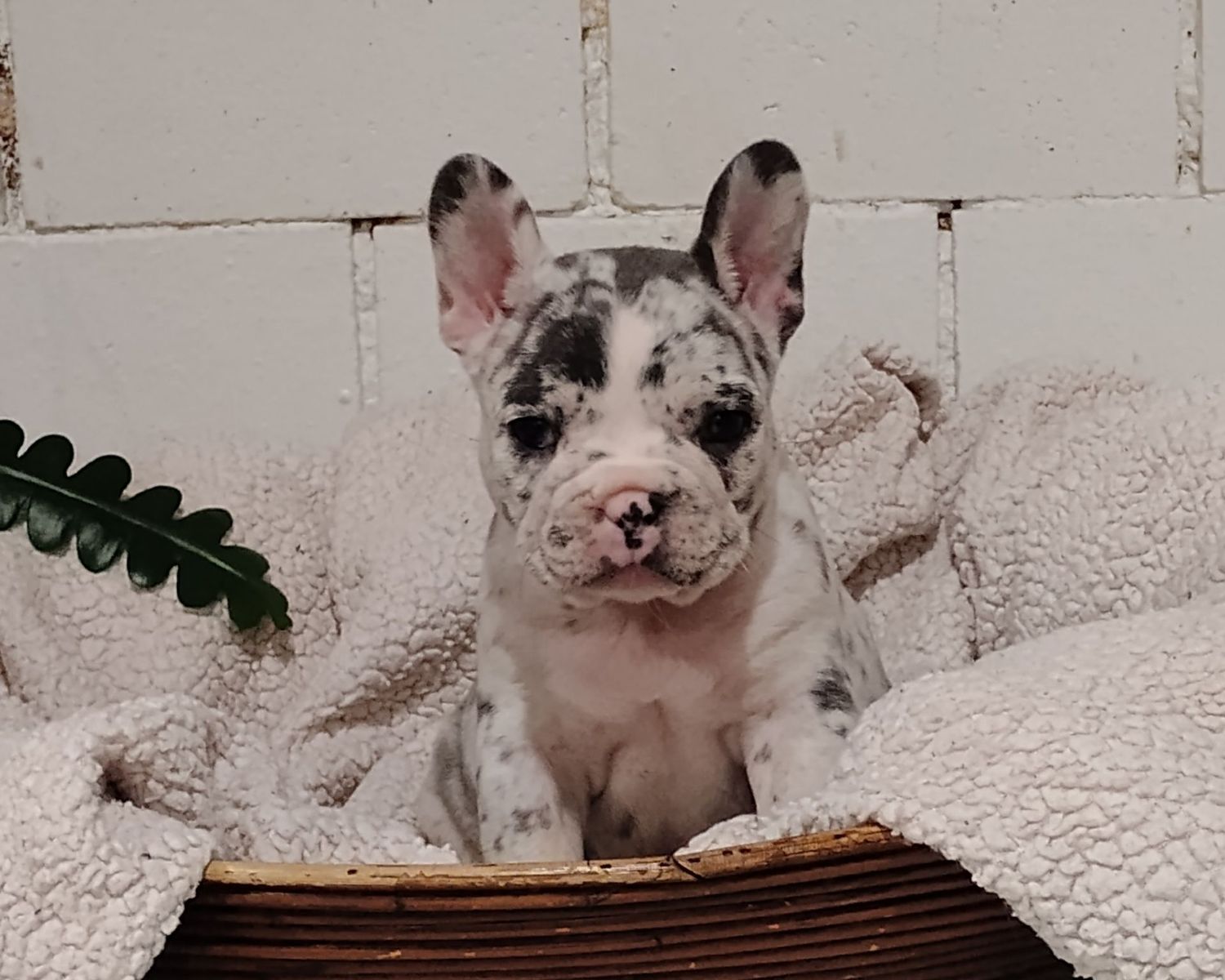 Chloe