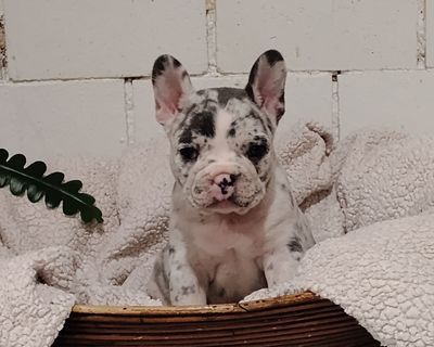 Chloe