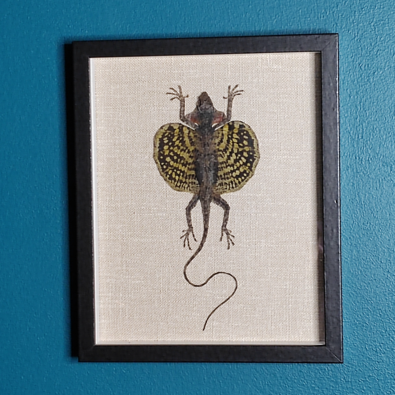 Draco haematopogon
