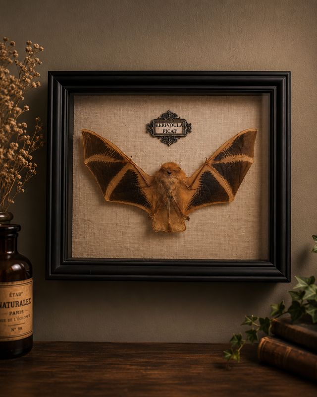 Chauve-Souris Rousse "Kerivoula Picat"